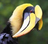 image of animal