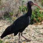 image of bird