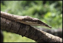 image of vine_snake
