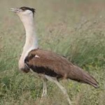 image of bird