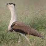 image of indian_bustard #19