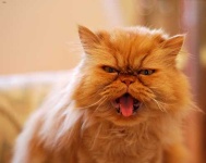 image of animal