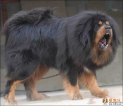 image of tibetan_mastiff #11