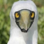 image of bird