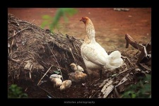 image of hen
