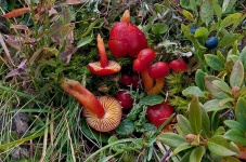 image of mushrooms