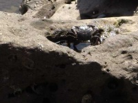 image of rock_crab