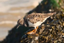 image of ruddy_turnstone