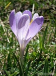 image of flower