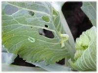 image of damage_to_cabbage_leaves