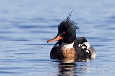 image of red_breasted_merganser