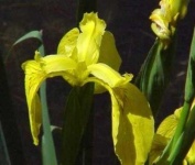 image of yellow_iris #28