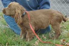 image of sussex_spaniel