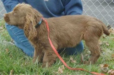 image of sussex_spaniel #29