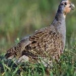 image of bird