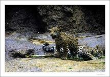 image of jaguar