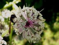 image of flower