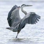 image of blue_heron #23