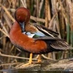 image of bird