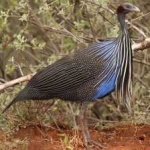 image of bird
