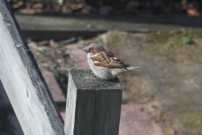 image of animal