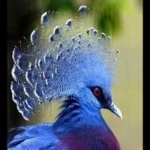 image of bird
