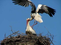 image of white_stork