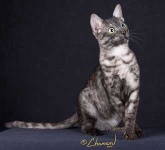 image of egyptian_mau #31