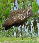 image of limpkin
