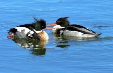 red_breasted_merganser