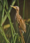 image of bittern