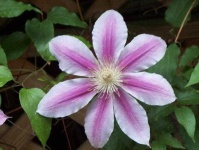 image of clematis #31