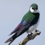 image of bird