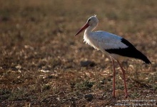 image of white_stork