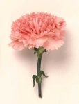 image of flower