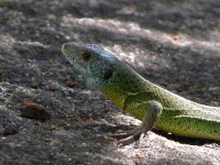 image of green_lizard