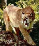 image of cougar_body