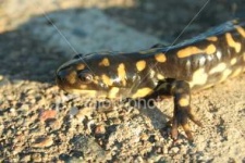 image of spotted_salamander