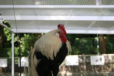 image of cock