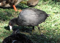 image of american_coot
