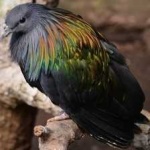 image of bird