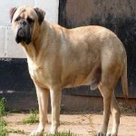 image of animal