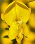 image of broom