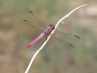 image of animal