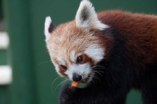 image of animal