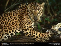 image of jaguar_car