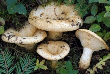 image of mushrooms