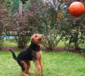 image of airedale