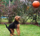 image of airedale #1