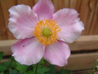 image of flower